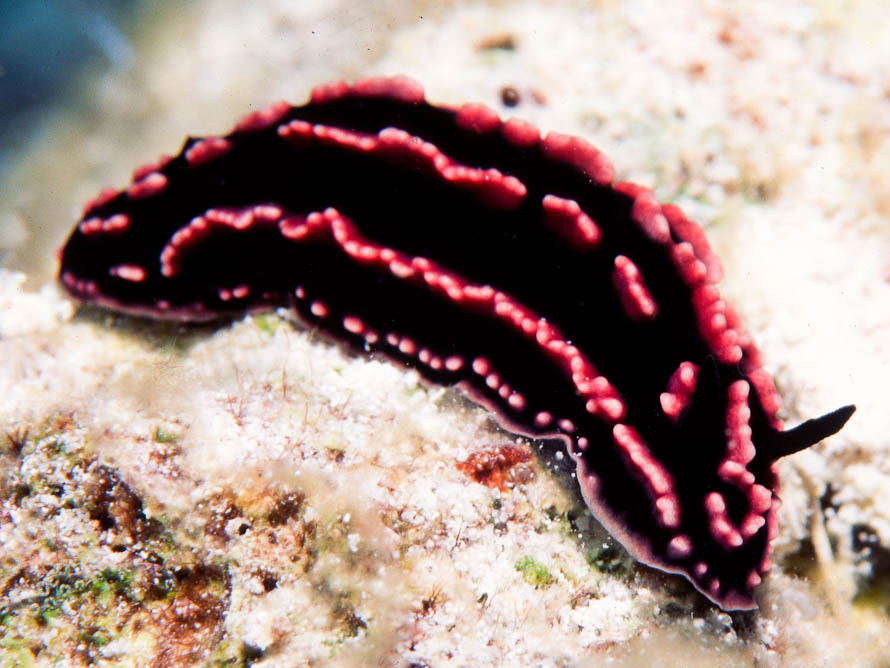 Phyllidiella striata